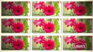 What Are Annual Flowers?