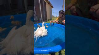 Harriet the Goose underwater #geese #goose #goslings #gosling