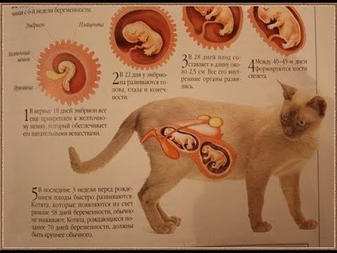 8. Беременность кошки (часть 2). - YouTube