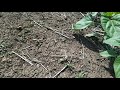 04.06.2020 Обзор подсолнечника! Технология No-till!