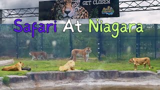 Visiting Safari At Niagara | Safari In Canada | Niagara Zoo | Safari Niagara Vlog | Full Video