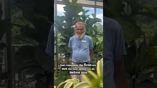 All you need to know about fiddle leaf ficus!