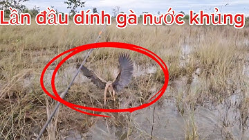 Câu cá lóc daklak cần haruan tải tĩnh 7kg bảo hành 6 tháng báo cá quá phê p3 huynhvananfishing