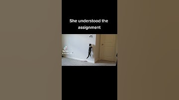 I understood the assignment - #cats #tiktok #youtube #trend #shorts #newvideo