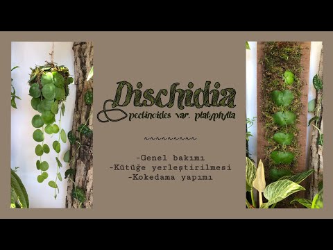 Video: Dischidia Karınca Bitkileri - Dischidia'nın Bakımı Nasıl Yapılır