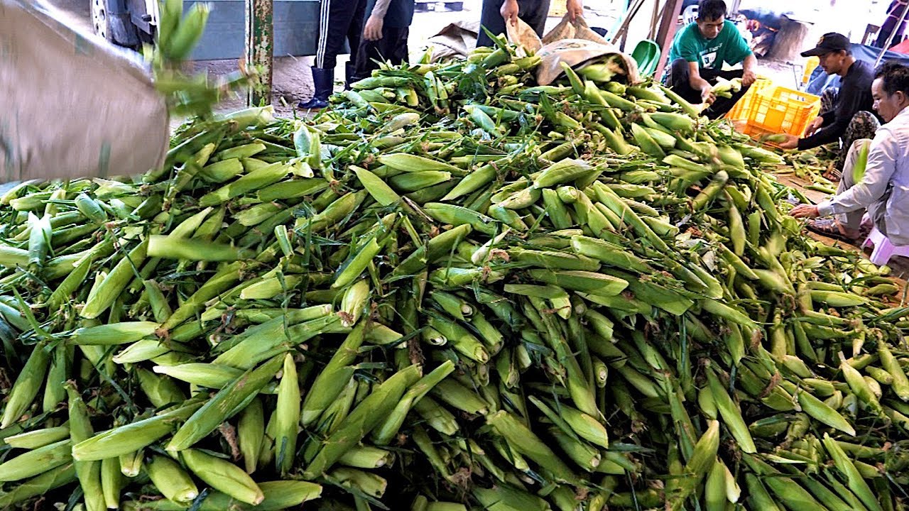 하루 5,000개씩 팔리는 삶은 옥수수!? 줄서서 먹는 초대형 가마솥 찐옥수수 Overwhelming scale boiled corn shop - Korean street food