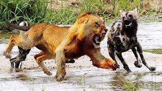 Most Terrible Hunting of Big Cats -  Big Cats Attack and Kill Hyena, Buffalo, Monkey