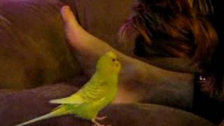 Gunnys And Gunny & Beanies Tense Friendship