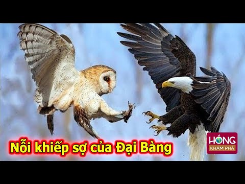 Video Chim Cú Mèo - Sát Thủ bóng đêm là nỗi khiếp sợ của Đại... - youtube