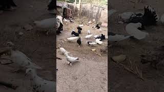 #pigeon #kabootar #kabutar #birds #pigeonlover #feed #video #youtubeshorts #viralvideoシ