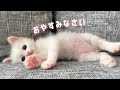 ソファ初体験からすぐにくつろぎモードになる子猫が可愛すぎました…