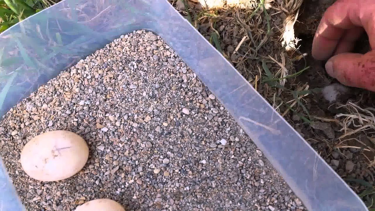 uova di tartaruga - YouTube