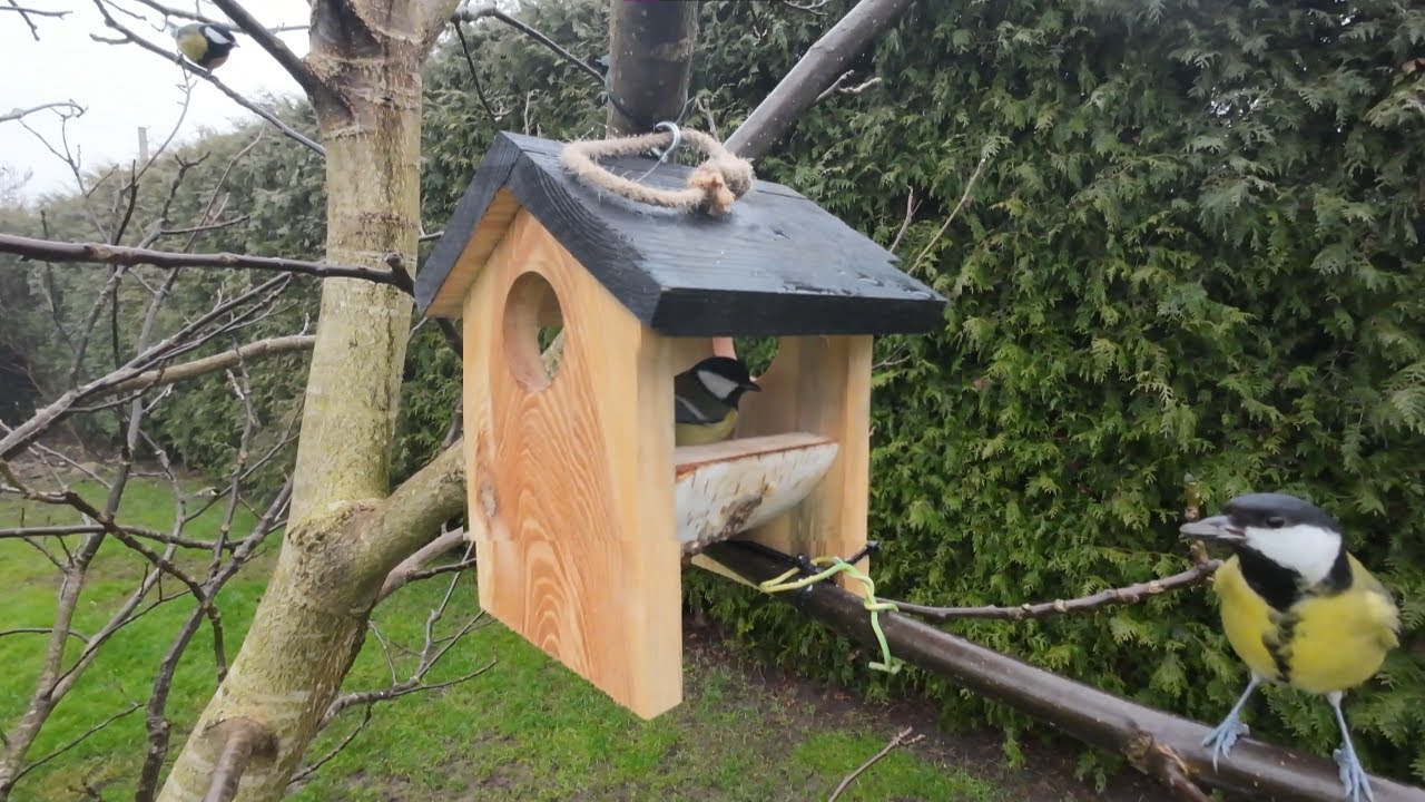 Tit Birds Enjoying Food in a Birdhouse | 4K Nature Video
