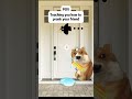 this prank took forever 💀#funny #catmeme #funnycat