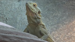 Spock’s Sanctuary helping exotic pets in Des Moines 