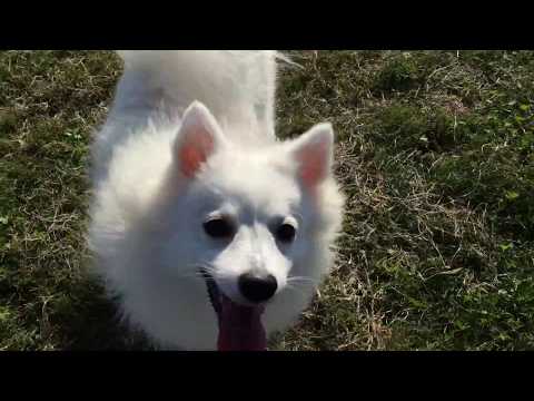 ＜元気いっぱい！走ります＞日本スピッツレモン🍋もふもふ犬japanesespitz