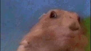 Evil Hamster  **LOL**