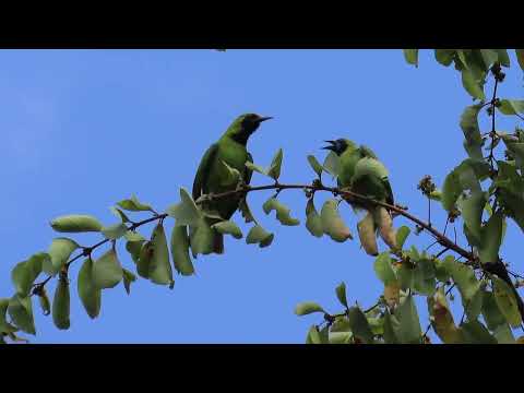 golden-fronted leaf bird fight with another golden-fronted leaf bird
