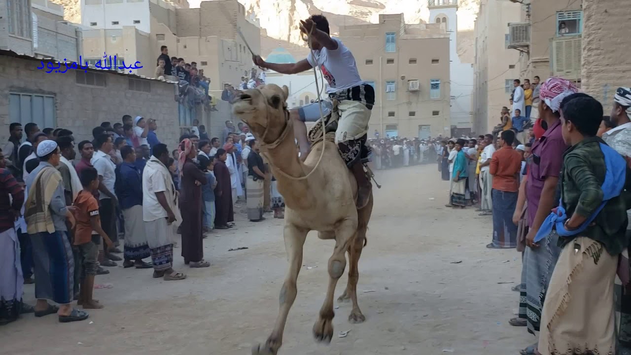 شباب الهجن بحارةالرضيمةوخيلةتنظم لجنةالهجن فعاليات وسباق الهجن السنوي بمناسبةقدوم زيارةنبي الله هود