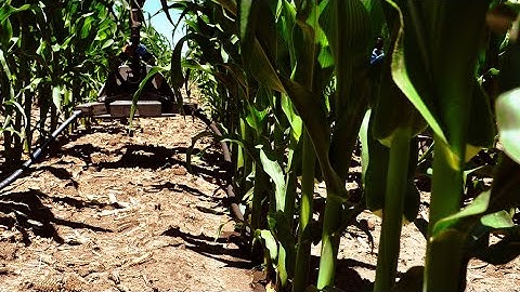 360 Y-DROP Sidedress: Product Loop