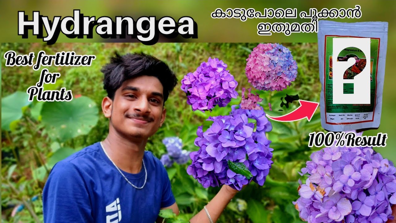 Hydrangea plant care||പൂക്കാത്ത ഏതൊരു ചെടിയും പൂക്കും💯Result ||best flowering booster|| in malayalam