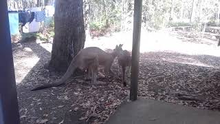 Kangaroo Mating