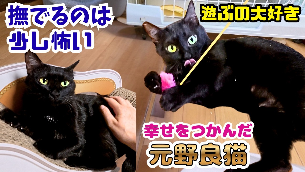 Is the former stray black cat a bit of a scaredy-cat? Belly-up and