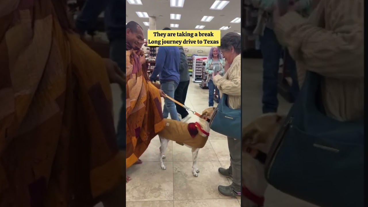Алока &mdash; такой счастливый пёс, маленькая звёздочка, все его любят #walkforpeace #buddhistmonk #ten...