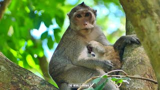 Try Not To Laugh Challenge Monkey Edition Monkey-10K