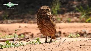 Burrowing Owl Paraguay 2022