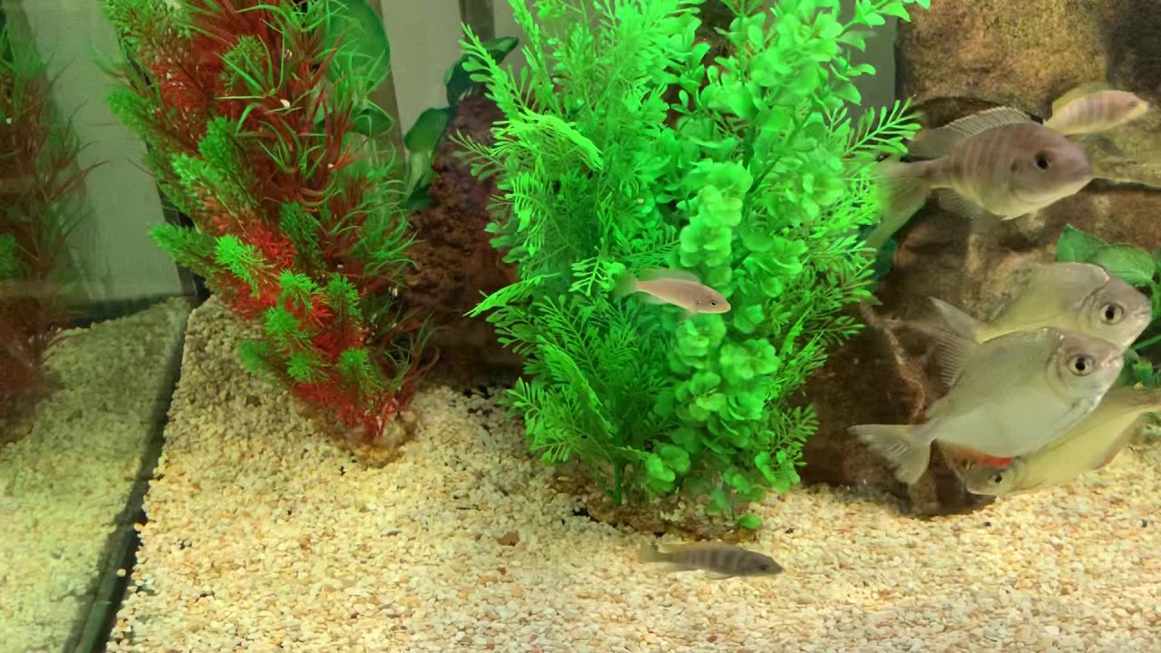 How do some fake plants stay clean and others the same are terrible? - YouTube