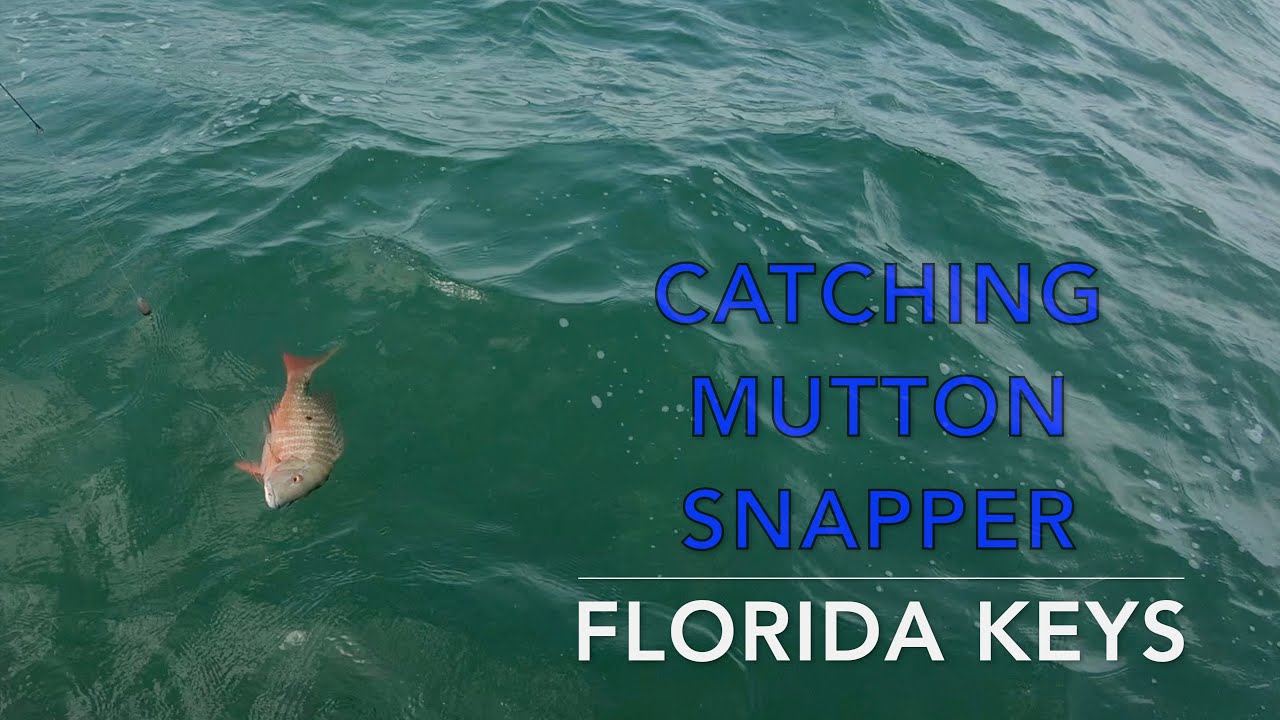 Mutton Snapper Fishing in the Florida Keys - YouTube