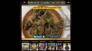 0962082560 - TRỌN BỘ TAM THẤT BẮC CHẤT LƯỢNG CỦA LAI CHÂU FOOD