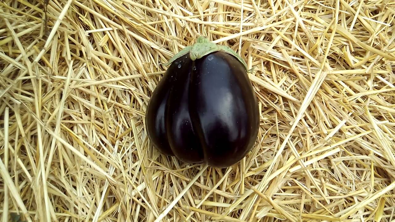 Первый баклажан. 03 августа 2016 г. - The first eggplant. August 3, 2016