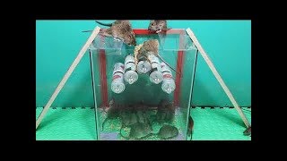 Jenis perangkap baru / Cara terbaik untuk menjebak tikus dari kaleng /perangkap mouse putar