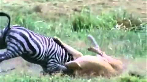 Top 10 the most beautiful animal hunts by odissey505   YouTube