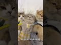 Tired of stinky cat smells after your feline friends use the litter box—especially in hot summer