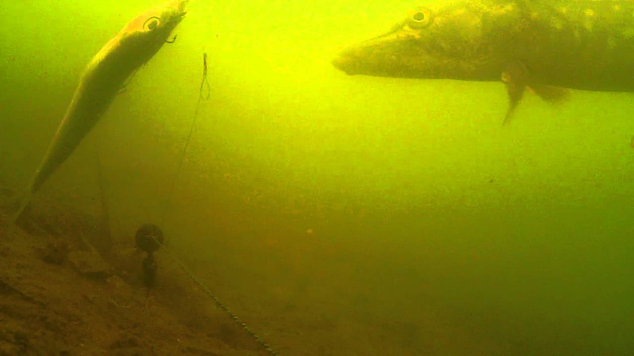 how a badly presented dead bait looks and put pike off