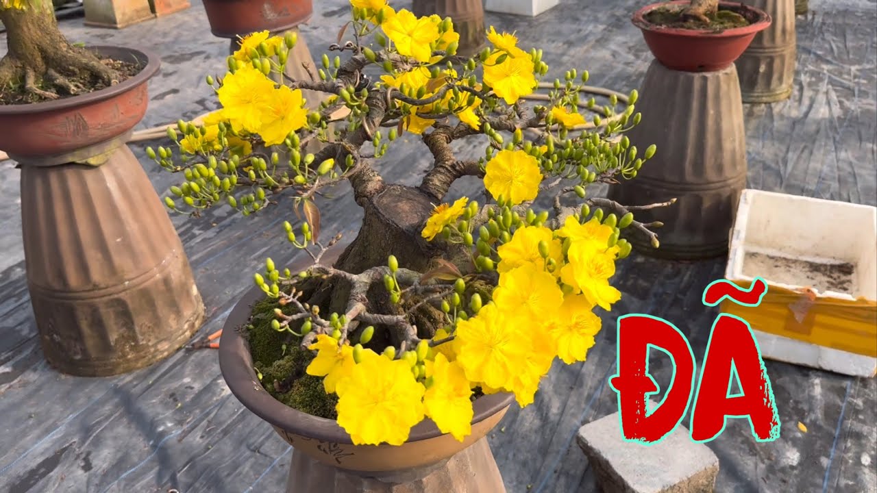 Обновленная информация о цветении абрикосов в моем саду: 28 деревьев абрикоса с заостренными конч...