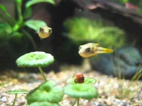 puffer fish eating snails