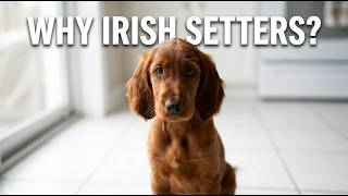 Why I got an Irish Setter???