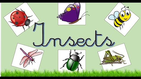 Insects:  English Language