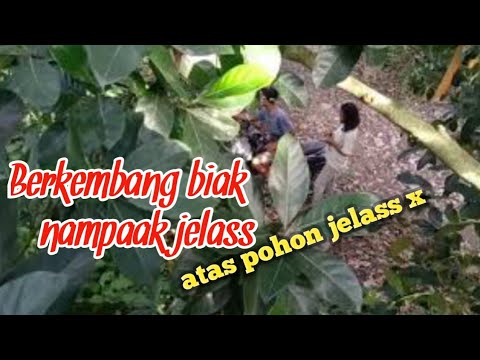 BOCIL BERKEMBANG BIAK || PASS GITUU GITUUAN NAMPAAK DARI ATAS POHON