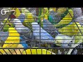 Lalukhet Sunday Market: Budgies, Java & Lovebirds Price Update (Feb 1, 2026) and Jaal rates update