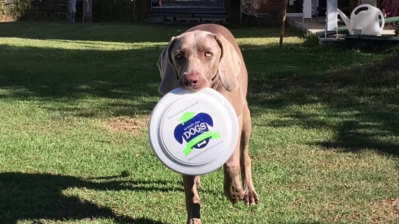 RSPCA School for Dogs Frisbee bad to the bone YouTube