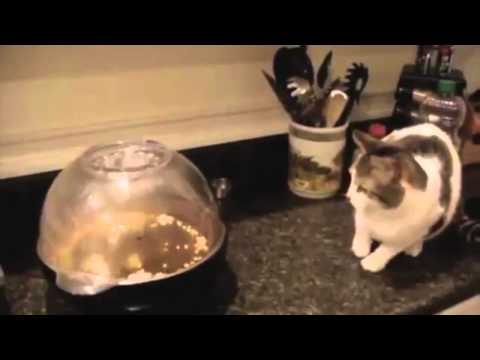 most-funniest-cat`s-ever-seen-hd-(may-2013-compilation)