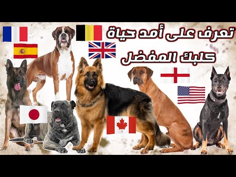 فيديو: ما هو عمر الكلب المنزلي