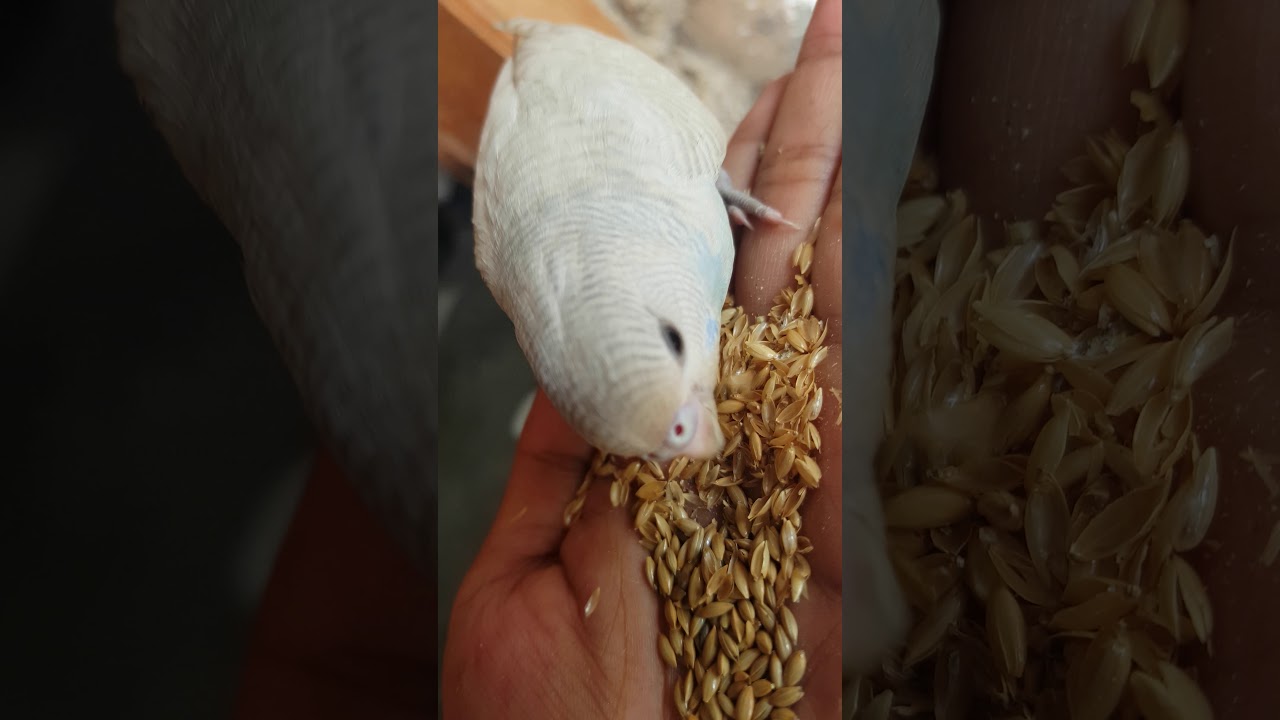 Burung parkit 