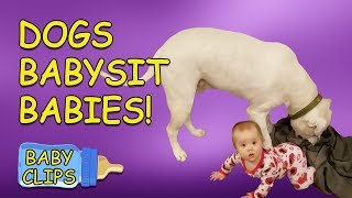 When Your Dog Is The Babysitter | Hilarious Dogs and Babies