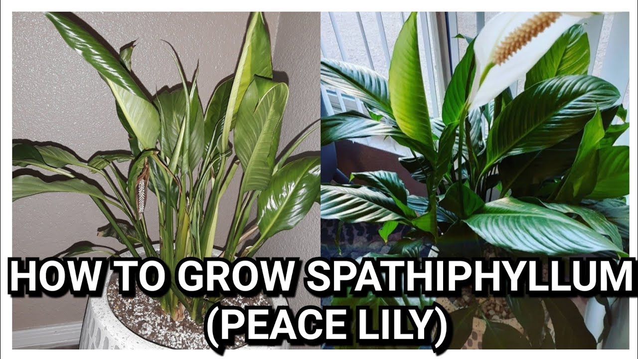 HOW TO GROW SPATHIPHYLLUM (PEACE LILY) YouTube